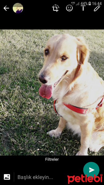 Golden Retriever, Köpek  Badem fotoğrafı