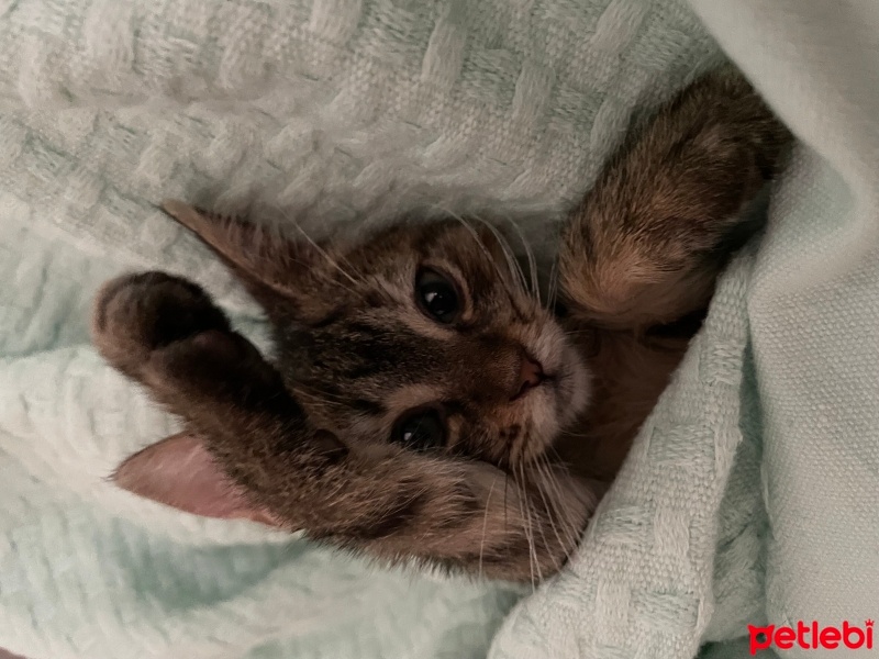 Tekir Kedi, Kedi  CekuBalım fotoğrafı