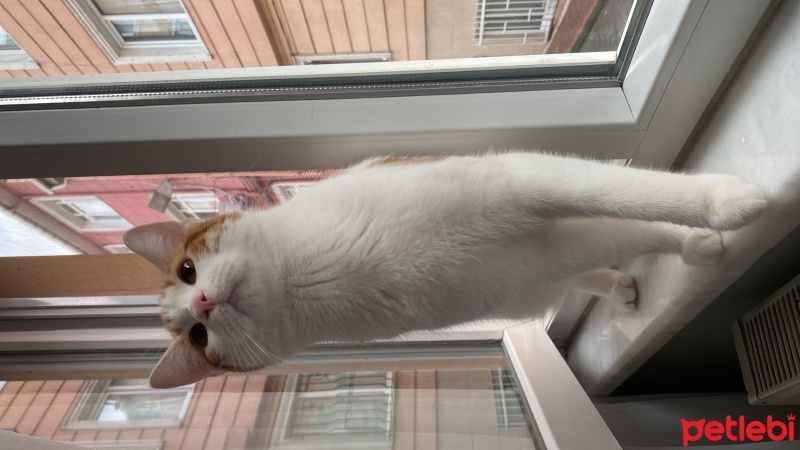 Tekir Kedi, Kedi  Şeftali fotoğrafı