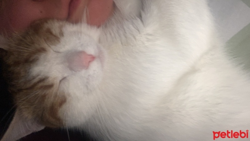 Tekir Kedi, Kedi  Şeftali fotoğrafı