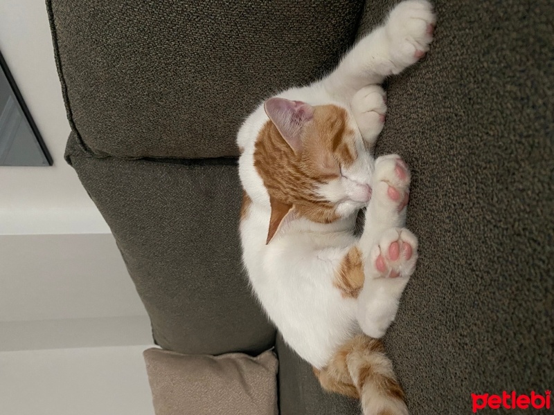 Tekir Kedi, Kedi  Şeftali fotoğrafı