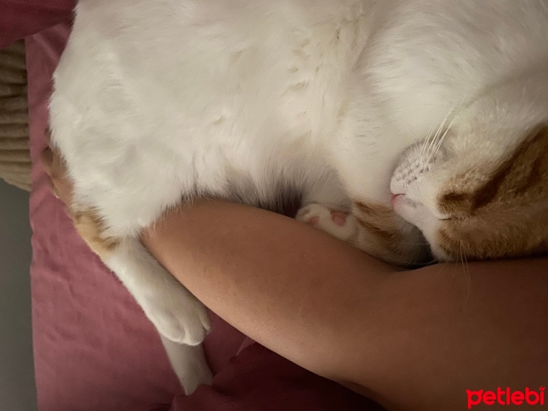 Tekir Kedi, Kedi  Şeftali fotoğrafı
