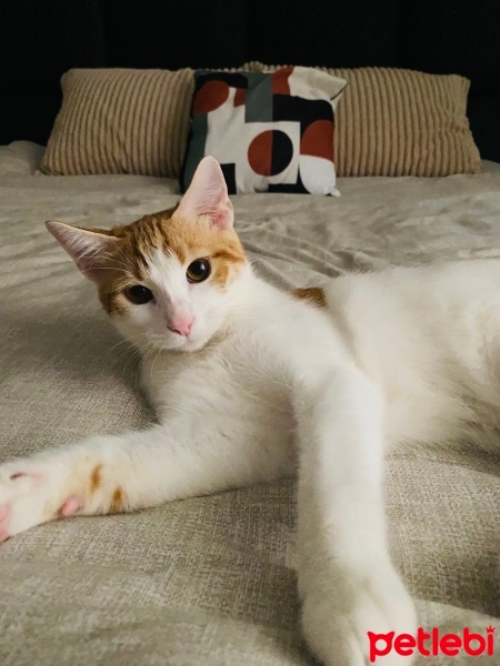 Tekir Kedi, Kedi  Şeftali fotoğrafı