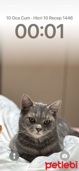 British Shorthair, Kedi  Pamuk fotoğrafı