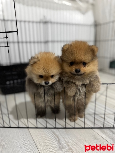 Pomeranyalı, Köpek  - fotoğrafı