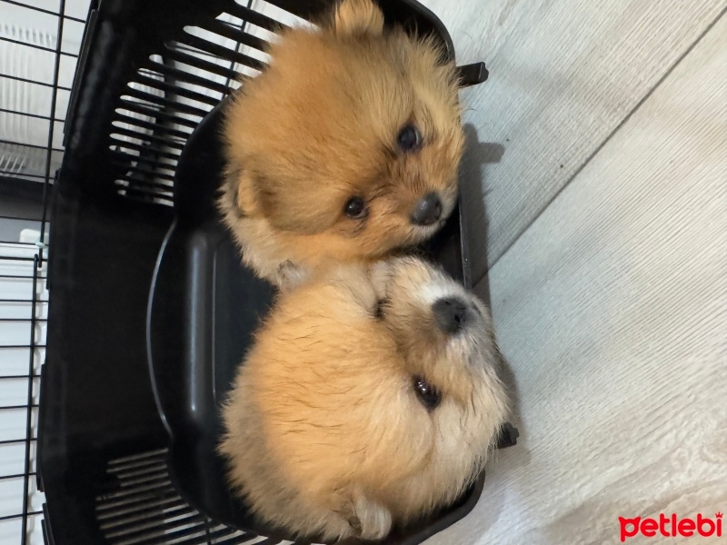 Pomeranyalı, Köpek  - fotoğrafı