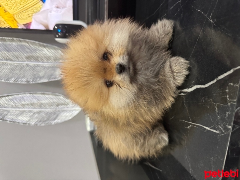 Pomeranyalı, Köpek  - fotoğrafı