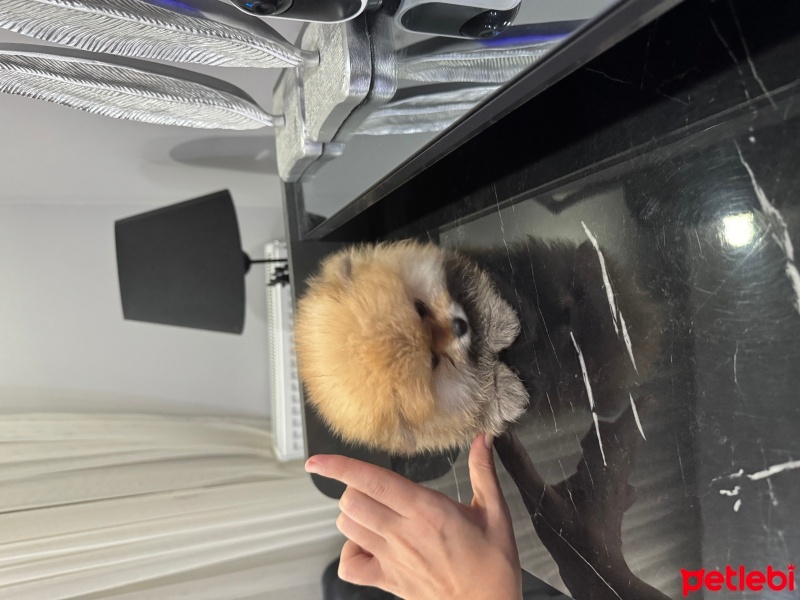 Pomeranyalı, Köpek  - fotoğrafı