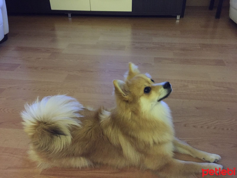 Pomeranyalı, Köpek  Pofuduk  fotoğrafı