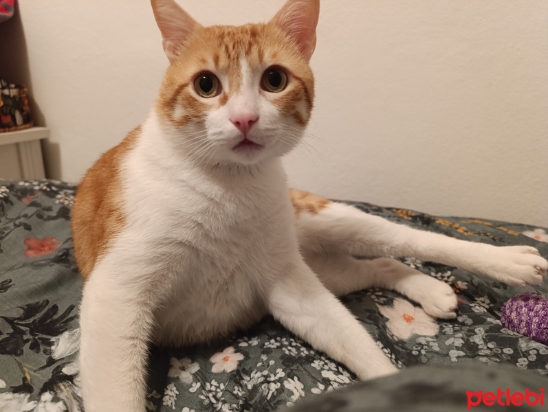 Sarman, Kedi  Balgöz fotoğrafı