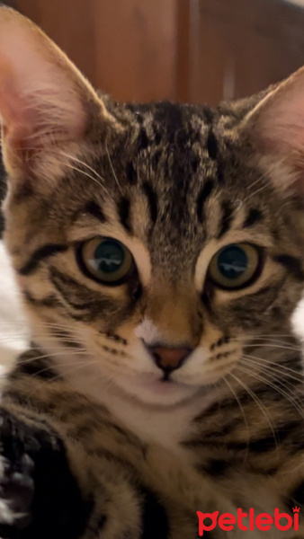 Tekir Kedi, Kedi  Gizmo fotoğrafı