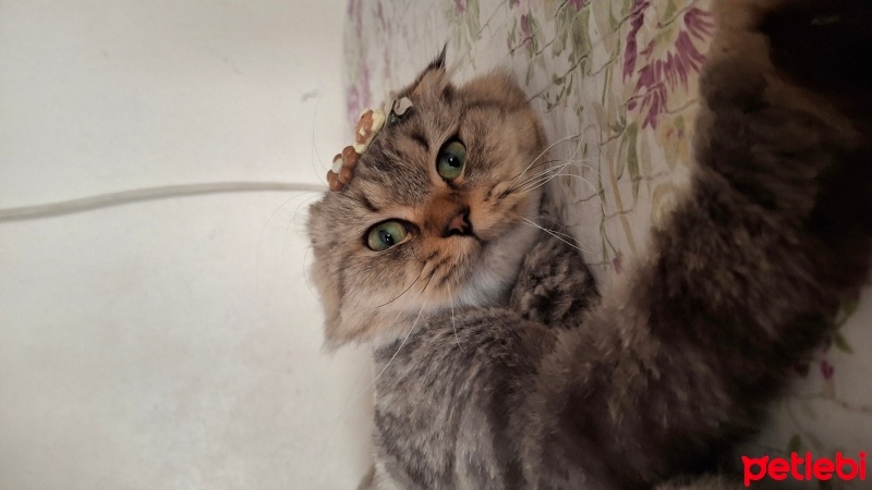 Scottish Fold, Kedi  Payi fotoğrafı