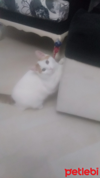 Tekir Kedi, Kedi  Maviş fotoğrafı