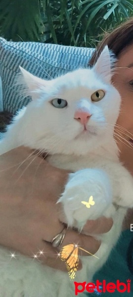 Ankara Kedisi, Kedi  Köpük fotoğrafı