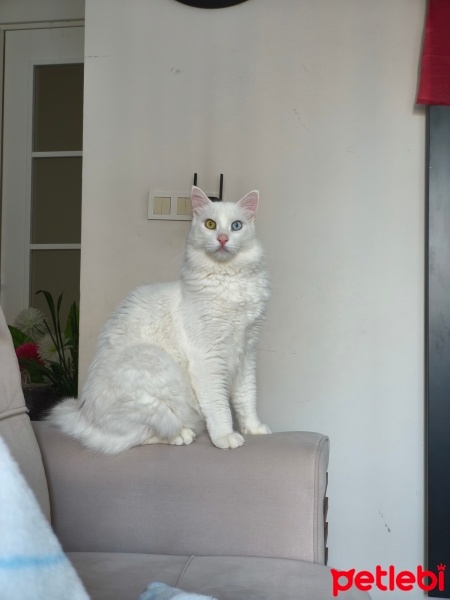 Ankara Kedisi, Kedi  Köpük fotoğrafı