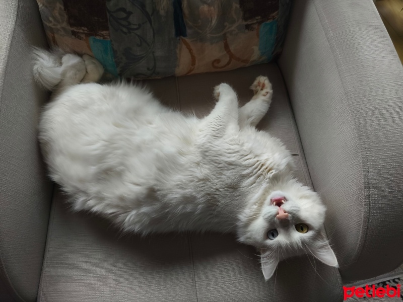 Ankara Kedisi, Kedi  Köpük fotoğrafı