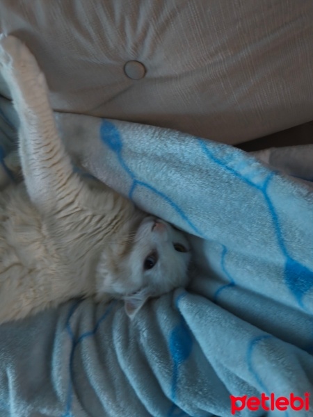 Ankara Kedisi, Kedi  Köpük fotoğrafı