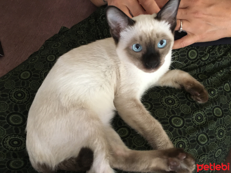 Siyam Kedisi, Kedi  Dante fotoğrafı