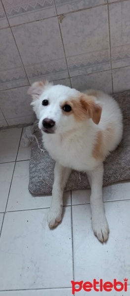 Chihuahua, Köpek  Piko fotoğrafı