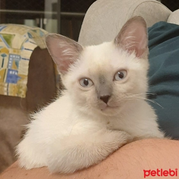 Siyam Kedisi, Kedi  Kaju fotoğrafı