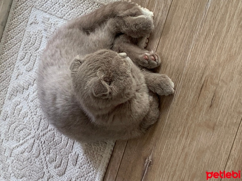 Scottish Fold, Kedi  Çitos fotoğrafı