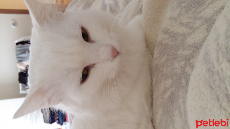 Ankara Kedisi, Kedi  Gerda fotoğrafı