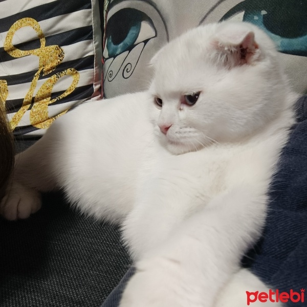 British Longhair, Kedi  Maya fotoğrafı