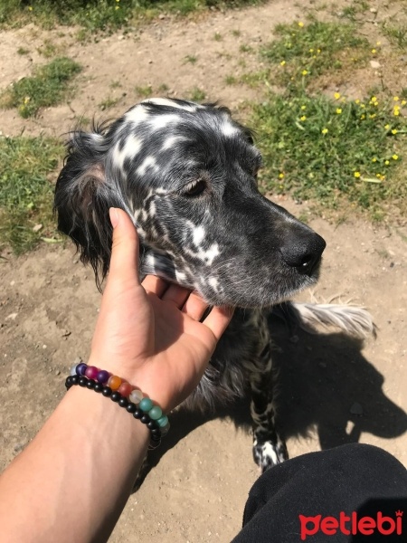 İngiliz Setter, Köpek  HERA fotoğrafı