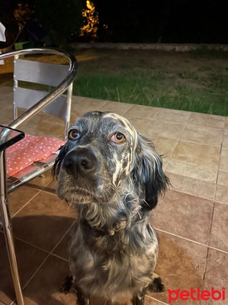 İngiliz Setter, Köpek  HERA fotoğrafı