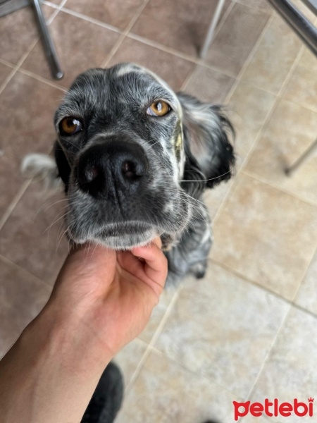 İngiliz Setter, Köpek  HERA fotoğrafı