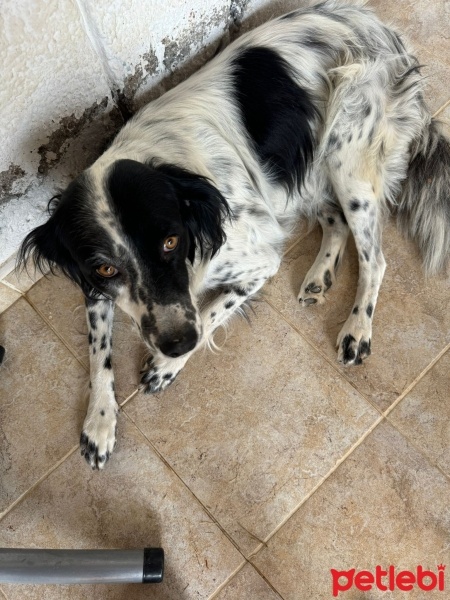 İngiliz Setter, Köpek  lili fotoğrafı