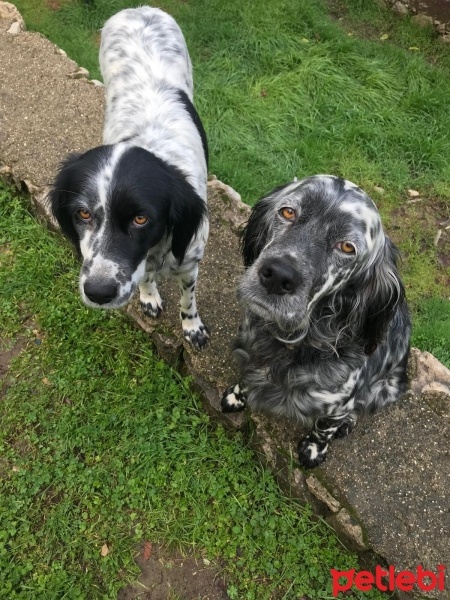 İngiliz Setter, Köpek  lili fotoğrafı