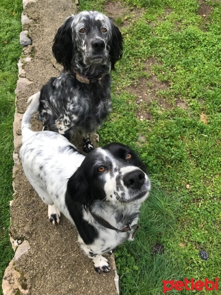 İngiliz Setter, Köpek  lili fotoğrafı
