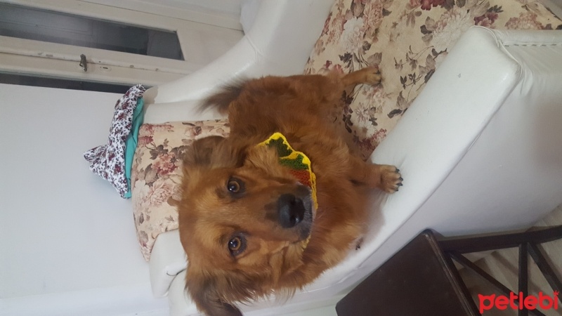 Dachshund (Sosis), Köpek  Pako fotoğrafı