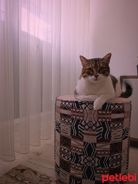 Tekir Kedi, Kedi  Chappie fotoğrafı