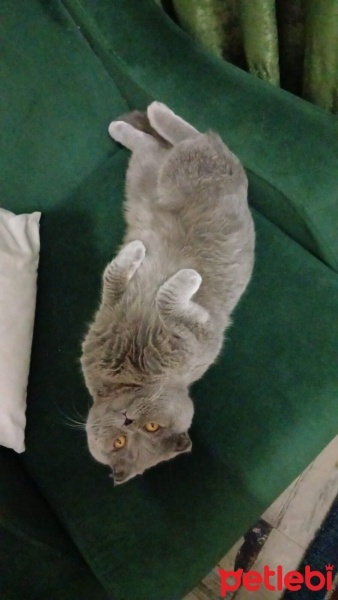 Scottish Fold, Kedi  Venüs fotoğrafı