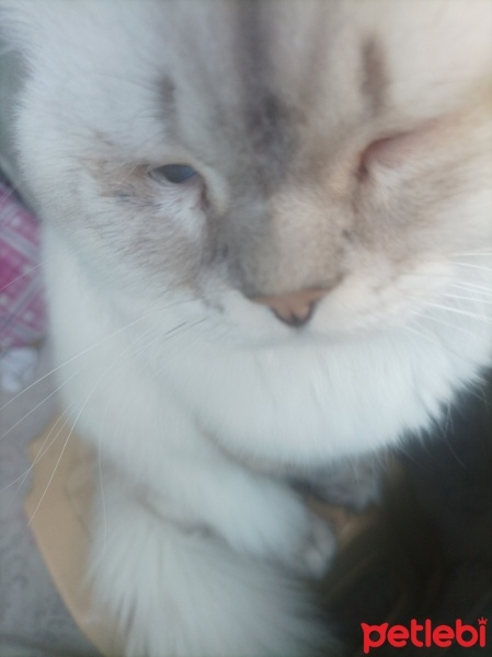 British Shorthair, Kedi  Köpük fotoğrafı