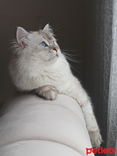British Shorthair, Kedi  Köpük fotoğrafı