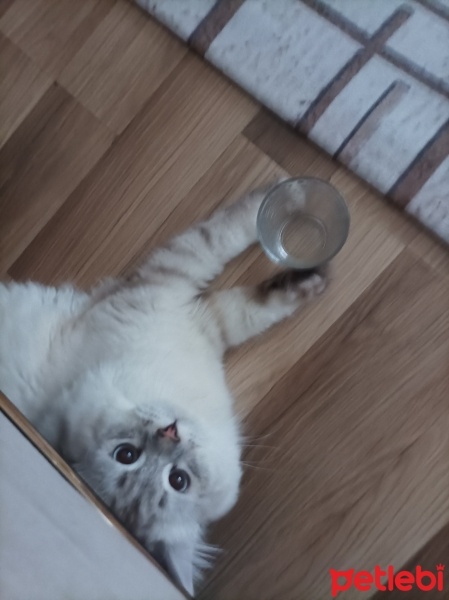 British Shorthair, Kedi  Köpük fotoğrafı