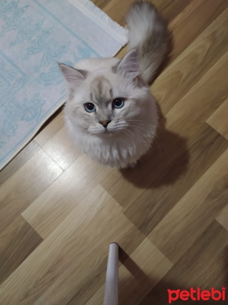British Shorthair, Kedi  Köpük fotoğrafı