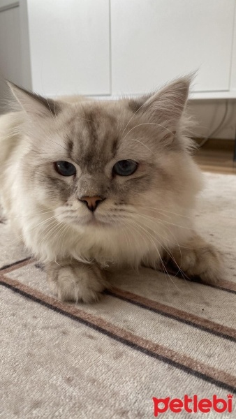 British Shorthair, Kedi  Köpük fotoğrafı