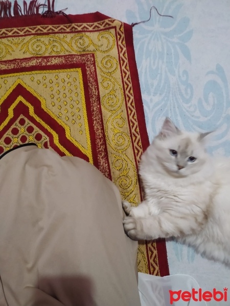 British Shorthair, Kedi  Köpük fotoğrafı