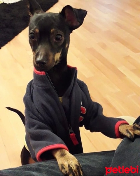 Minyatür Pinscher, Köpek  Gece fotoğrafı