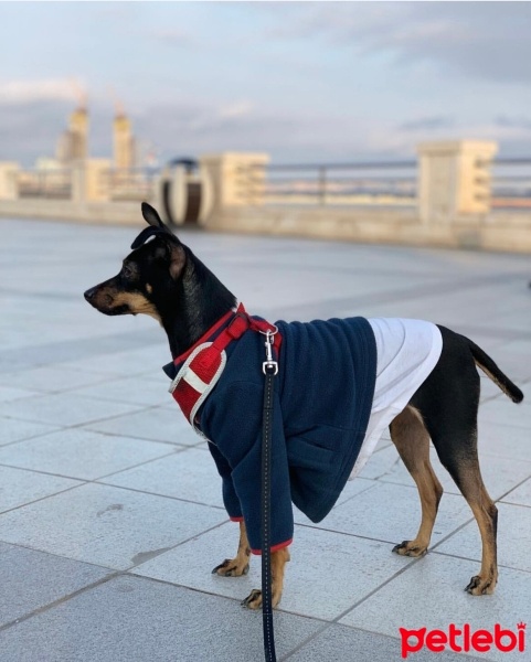 Minyatür Pinscher, Köpek  Gece fotoğrafı