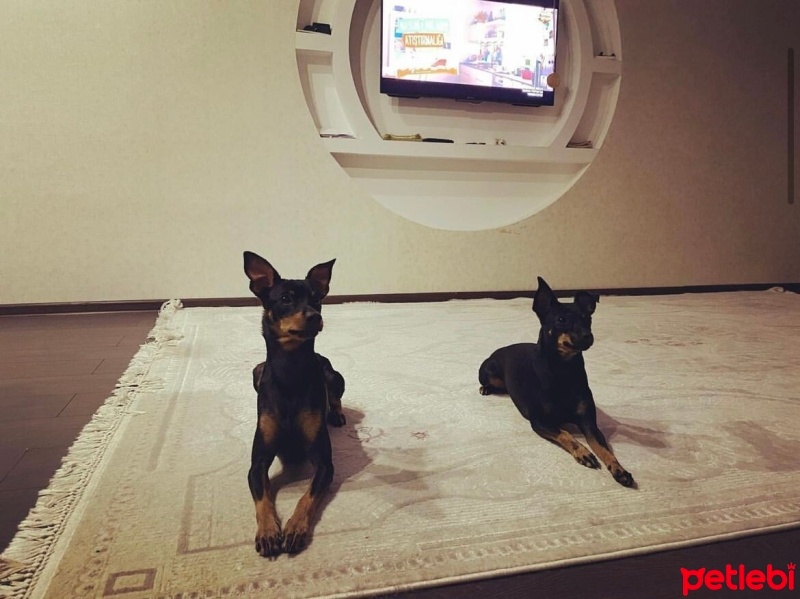 Minyatür Pinscher, Köpek  Gece fotoğrafı