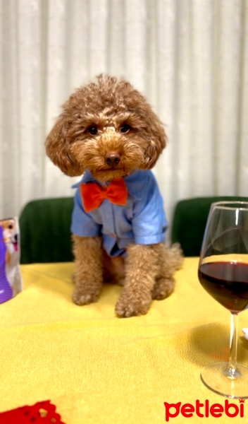 Poodle (Minyatür Kaniş), Köpek  Kaju fotoğrafı