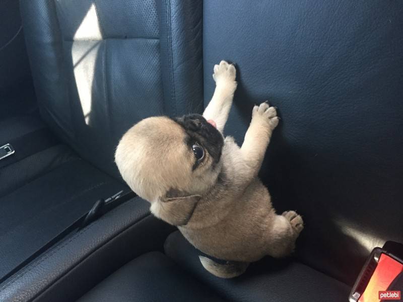 Pug, Köpek  THOR fotoğrafı