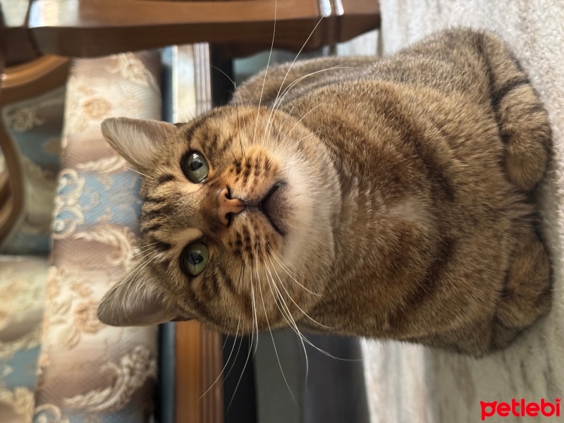 Tekir Kedi, Kedi  fıstık can fotoğrafı