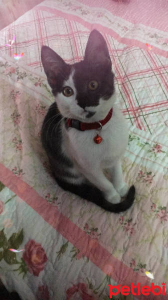 Tekir Kedi, Kedi  Nefes fotoğrafı