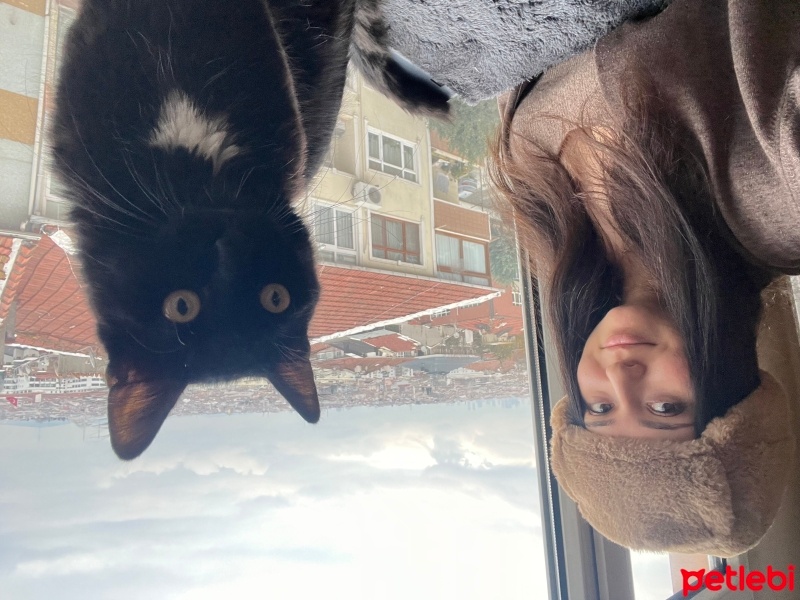 Bombay, Kedi  Chico fotoğrafı